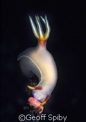 taken on a night dive at Nudi Falls, Kungkungan Bay Resort by Geoff Spiby 